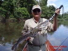 Surubim Catfish - Tiger Cat